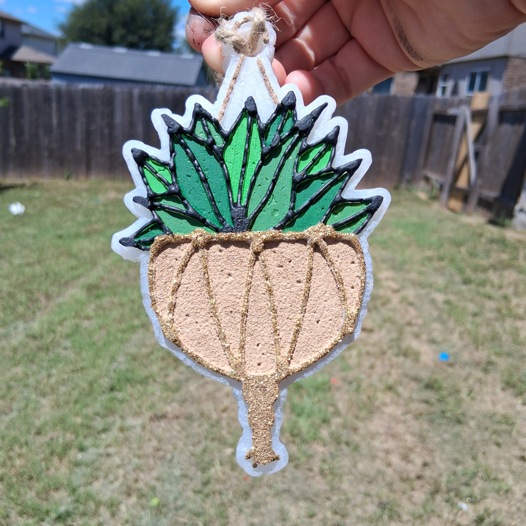 Hanging Succulent Plant